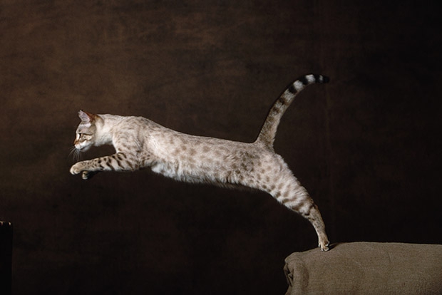 10 самых дорогих кошек в мире. Бенгальская - фото