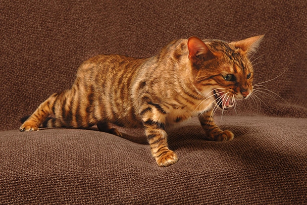 10 самых дорогих кошек в мире. Тойгер - фото