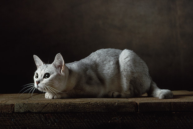 10 самых дорогих кошек в мире. Бурмилла - фото