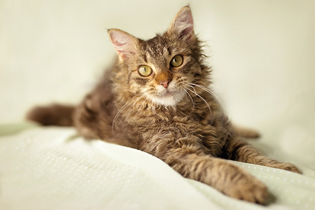 10 самых дорогих кошек в мире. Лаперм - фото