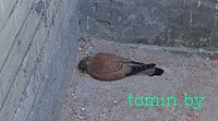 Сокол-пустельга  погиб, добыв мышь (фото)