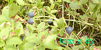 В Березовском районе «охотятся» на ягодников с «гребенками» (фото)