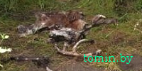 Разыскивается злоумышленник, убивший благородного оленя в Березовском районе - фото