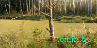 Столинские спасатели снимали с дерева минчанина, забредшего в болото: подробности путешествия со слов туриста