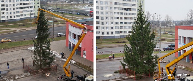 Минск: в Шабанах заменили ёлку (фото)