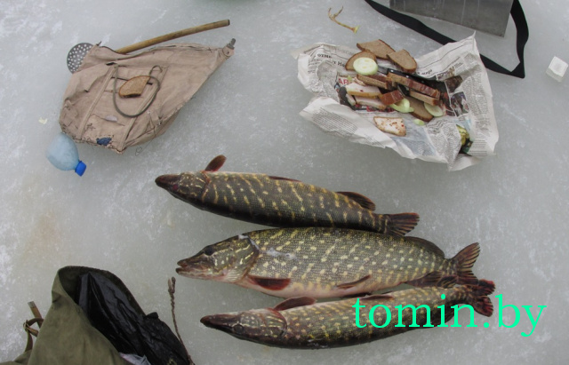 У жителя Барановичей изъято 13 запрещенных орудий любительского рыболовства и три щуки 