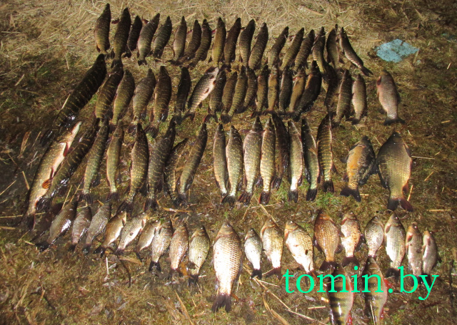 Малоритский район: пойманные с поличным браконьеры в тройном размере возместят вред за каждую выловленную щуку - фото