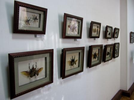 Брестский областной краеведческий музей. Выставка насекомых - фото