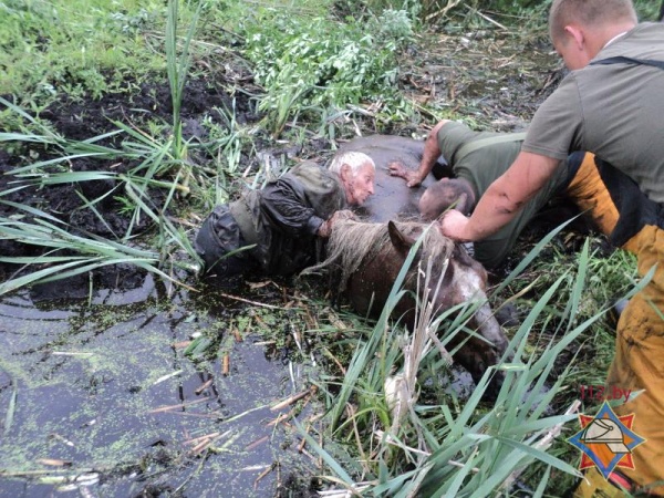 Ивановские спасатели вытащили застрявшую в мелиоративном канале лошадь с повозкой - фото