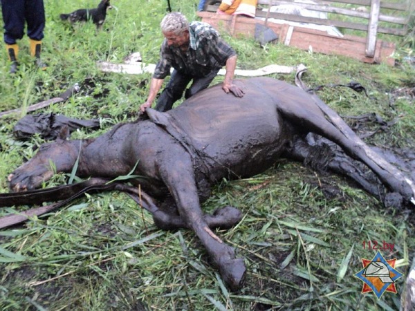 Ивановские спасатели вытащили застрявшую в мелиоративном канале лошадь с повозкой - фото