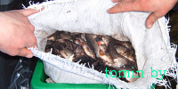 Более 1300 экземпляров рыбы и автомобиль «Форд» изъяты у браконьеров в Березовском районе - фото