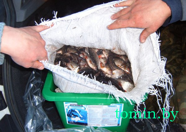Более 1300 экземпляров рыбы и автомобиль «Форд» изъяты у браконьеров в Березовском районе - фото