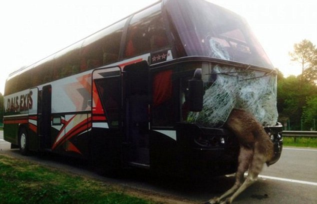 «Пьяный» лось «врезался» в автобус Минск-Киев - фото