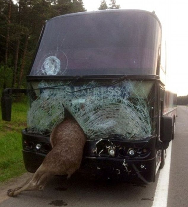 «Пьяный» лось «врезался» в автобус Минск-Киев - фото