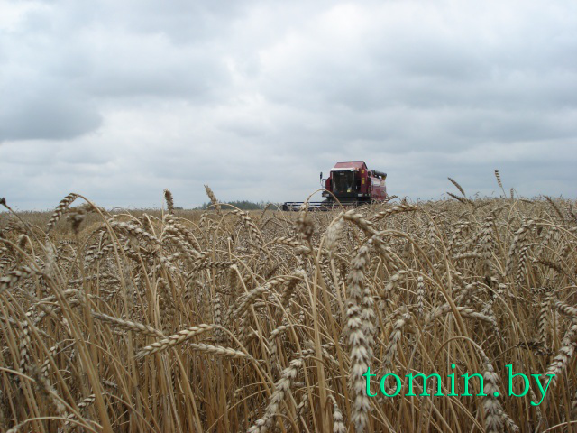  Рекордный урожай зерновых собран на Брестчине. Фото Тамары ТИБОРОВСКОЙ