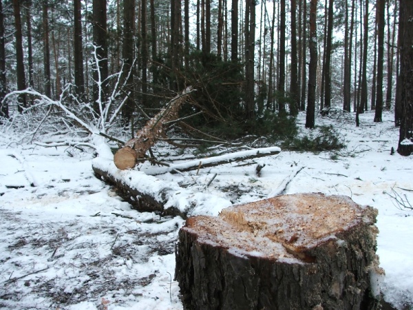 В погранзоне Полесского лесхоза браконьеры вырубили 19 деревьев - фото