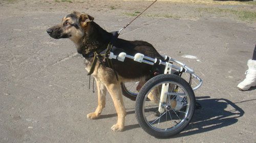 Единственная в Беларуси собака в инвалидной коляске живет в Мозыре - фото