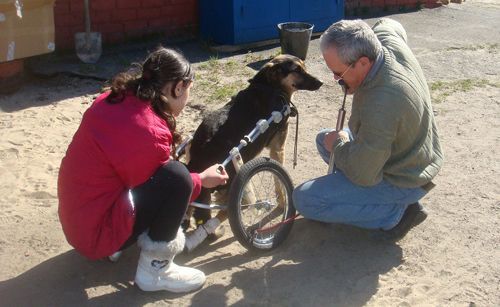 Единственная в Беларуси собака в инвалидной коляске живет в Мозыре - фото