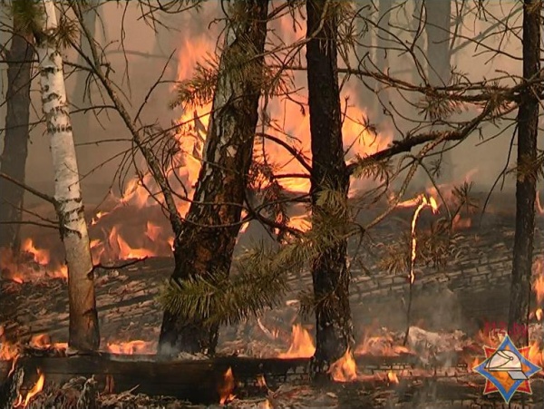 В Столинском районе ликвидирован лесной пожар на территории бывшего военного полигона - фото