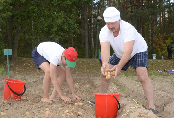 Лукашенко вместе с младшим сыном Николаем и помощниками собирает картошку в официальной резиденции "Дрозды" - фото