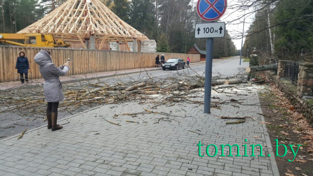 Сильный ветер валил сухостой в Беловежской пуще - фото