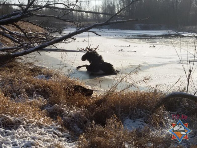 В Брестском районе достали из реки провалившегося в полынью лося - фото