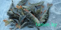 Особенности зимней рыбалки на заливе за гребным каналом в Гомеле