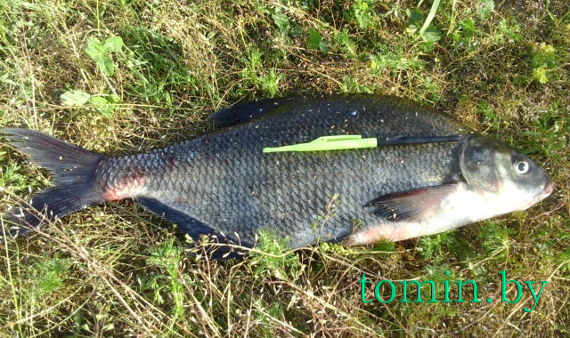 Рыбалка на Соже. Лещ 1,5 кг со странным раскрасом – фото