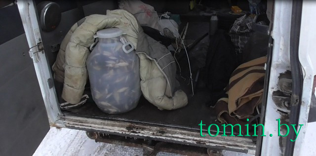 Житель Кобрина незаконно транспортировал рыбу в особо крупном размере - фото