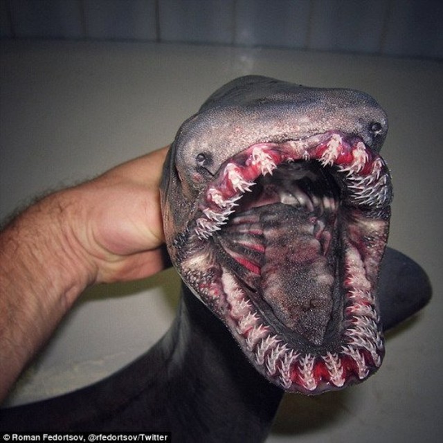 Доисторическую акулу поймали рыбаки у берегов Португалии - фото