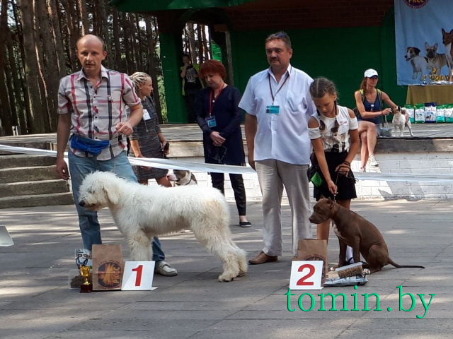 Республиканская выставка собак всех пород в Бресте. Фото Тамары ТИБОРОВСКОЙ