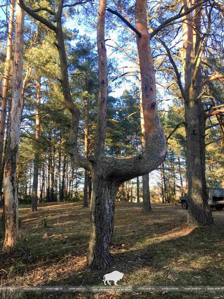 Дерево-трезубец нашли в Беловежской пуще