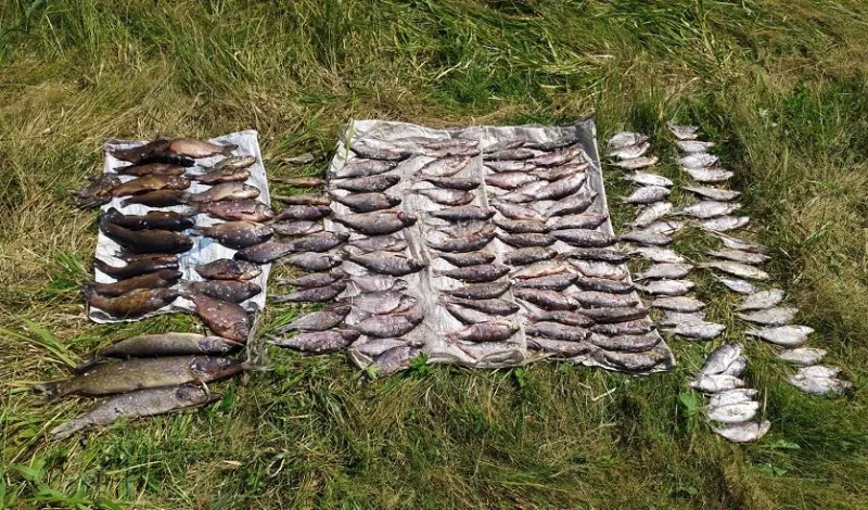 Трое браконьеров в Лунинецком районе наловили рыбы на уголовное дело за ущерб в особо крупном размере