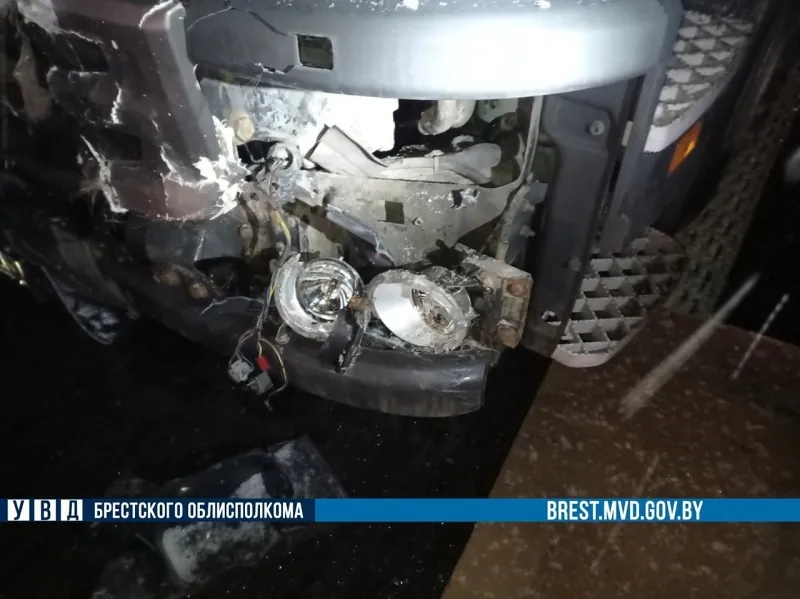 На М1 в Жабинковском районе грузовик сбил двух лосей. Затем на животных наехали еще две машины
