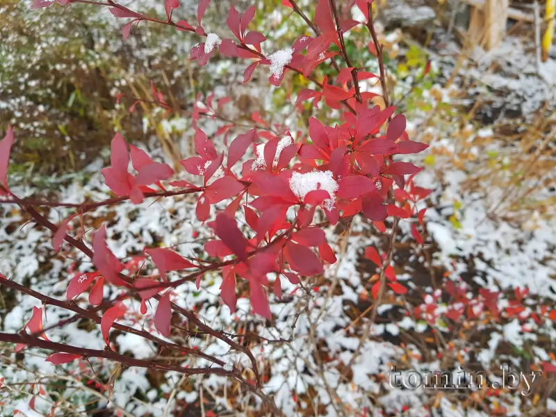 Снег в ноябре в Бресте. Красный Двор