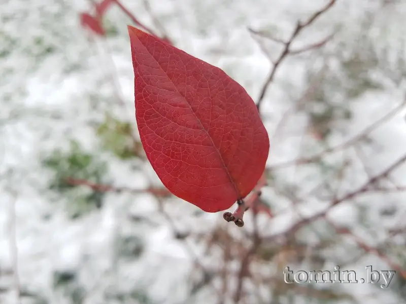 Снег в ноябре в Бресте. Красный Двор