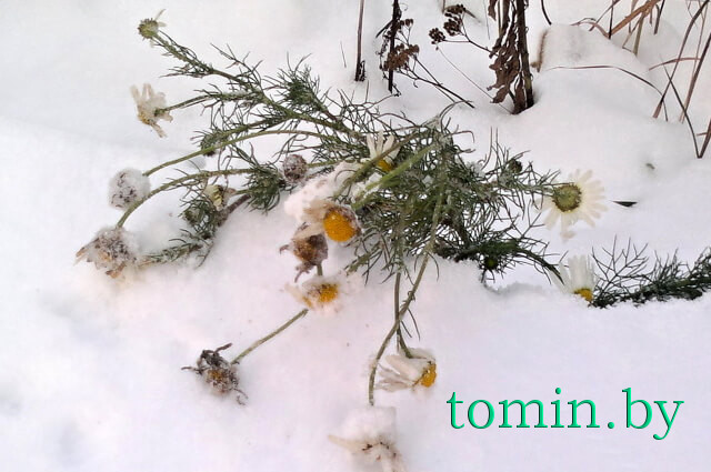  В Бресте в январе зацвели ромашки. Фото Тамары ТИБОРОВСКОЙ
