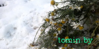 Островок лета посреди зимы: теперь в Бресте цветут ромашки (фото)