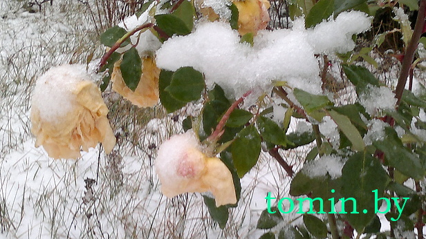 Розы в снегу - фото