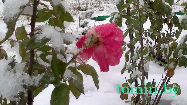 Розы в снегу - фото