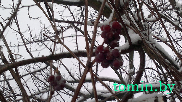 Виноград в снегу - фото