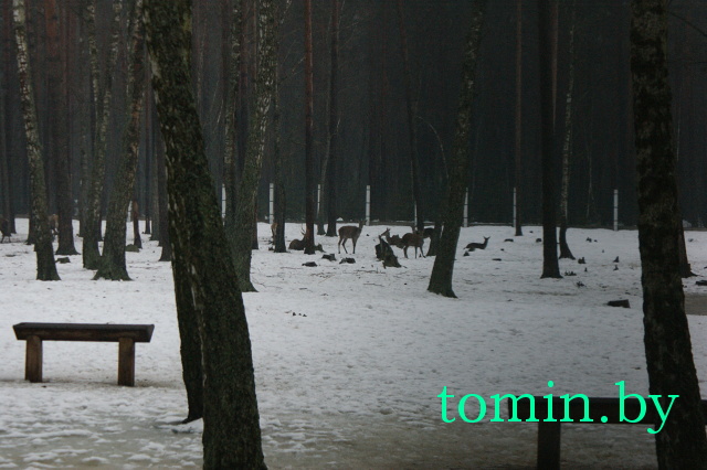 Вольеры с животными в Беловежской пуще. Фото Тамары ТИБОРОВСКОЙ