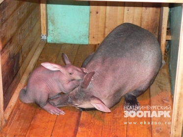 В Екатеринбургском зоопарке родился первый детеныш трубкозуба (фото)