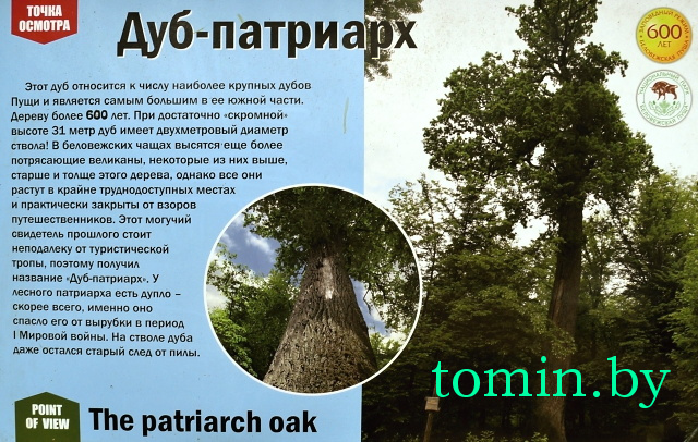  600-летний дуб в Беловежской пуще - фото