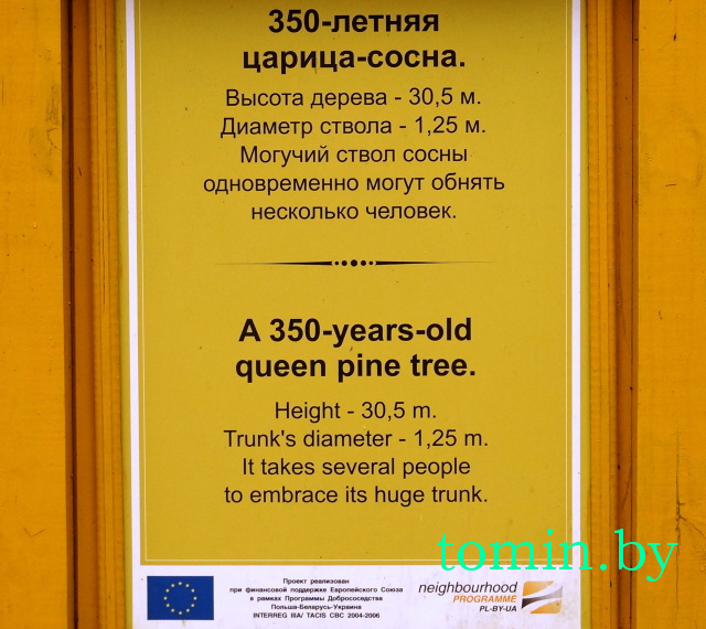 350-летняя сосна в Беловежской пуще - фото