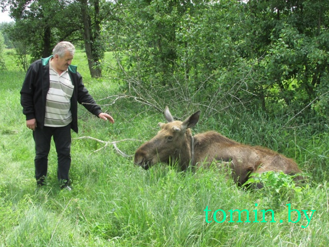 Житель Барановичей спас лосенка. Теперь горожанину грозит штраф, а Яшку отправят в Беловежскую пущу - фото