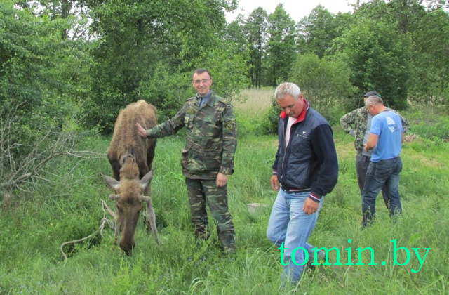 Житель Барановичей спас лосенка. Теперь горожанину грозит штраф, а Яшку отправят в Беловежскую пущу - фото