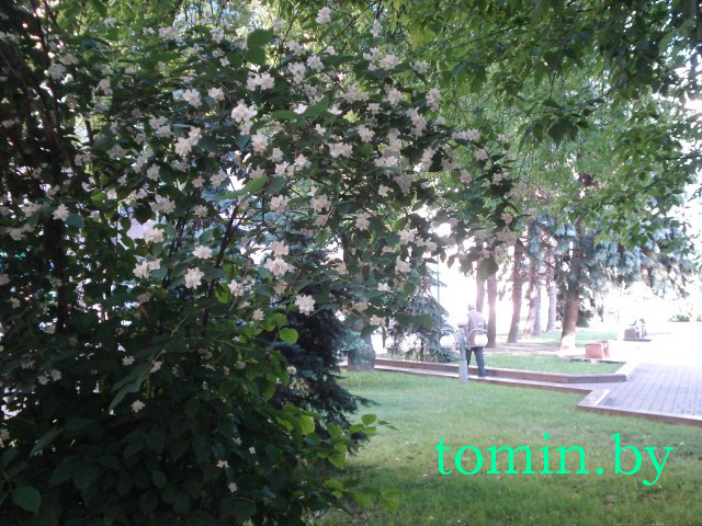 В Бресте цветут липа и жасмин - фото