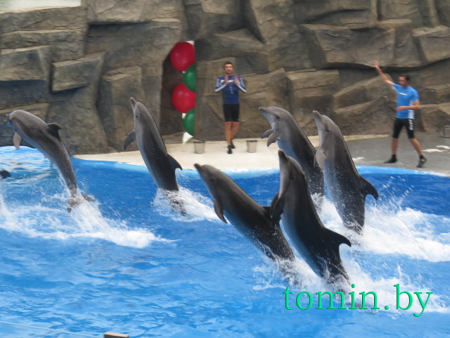 Дельфины - фото