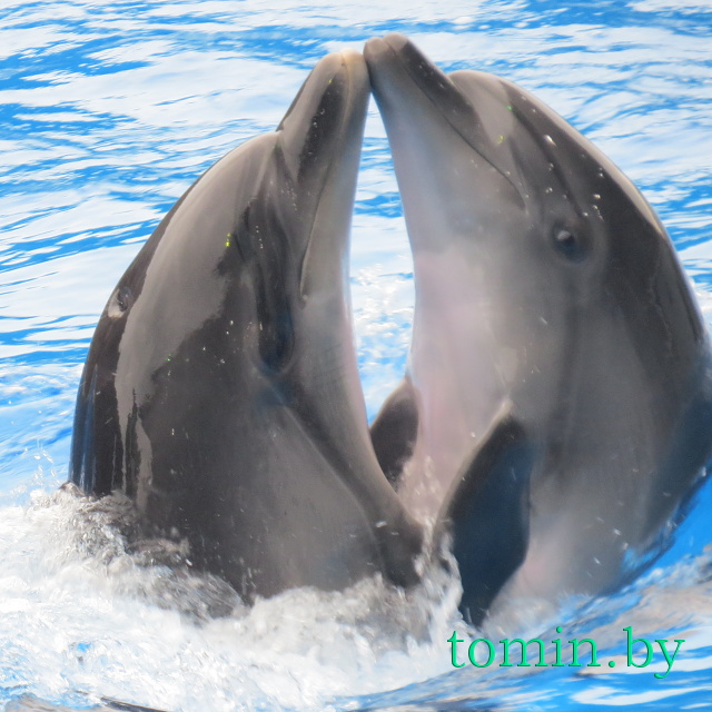 Дельфины - фото